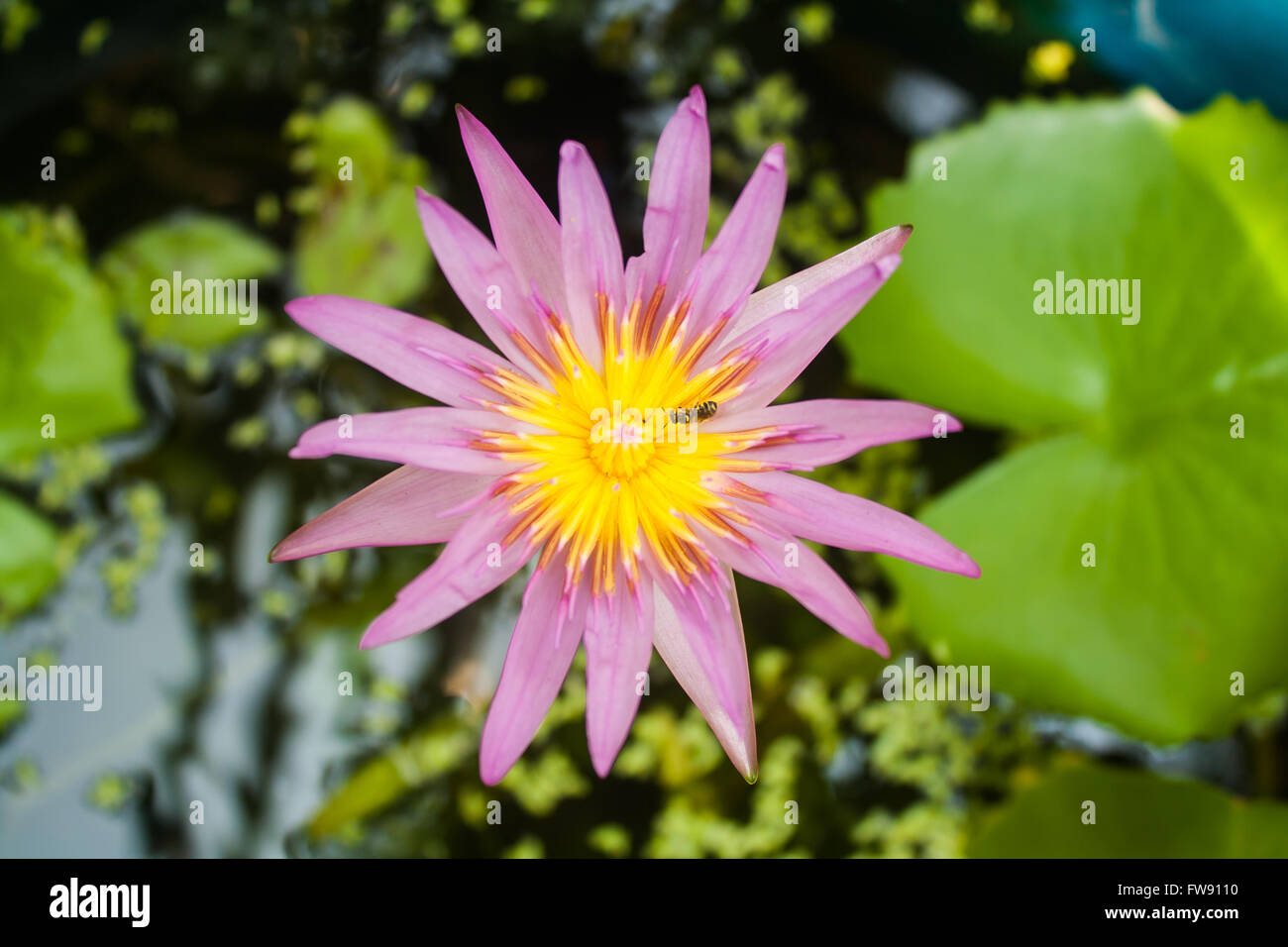Belle Lotus (Nelumbo sp.) dans l'étang avec des abeilles Banque D'Images