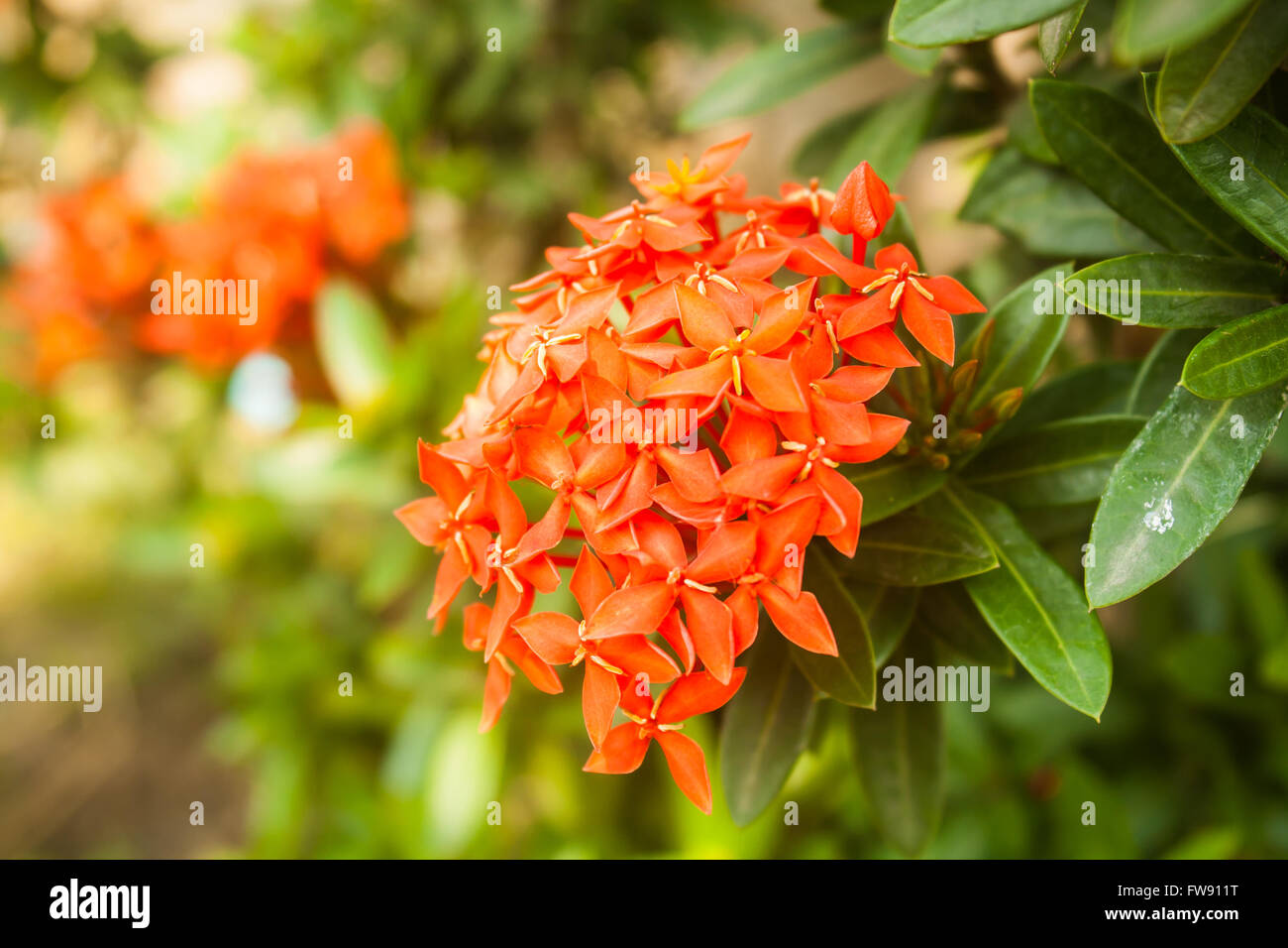 Belle fleur rouge Ixora Ixora (sp.) dans un parc Banque D'Images