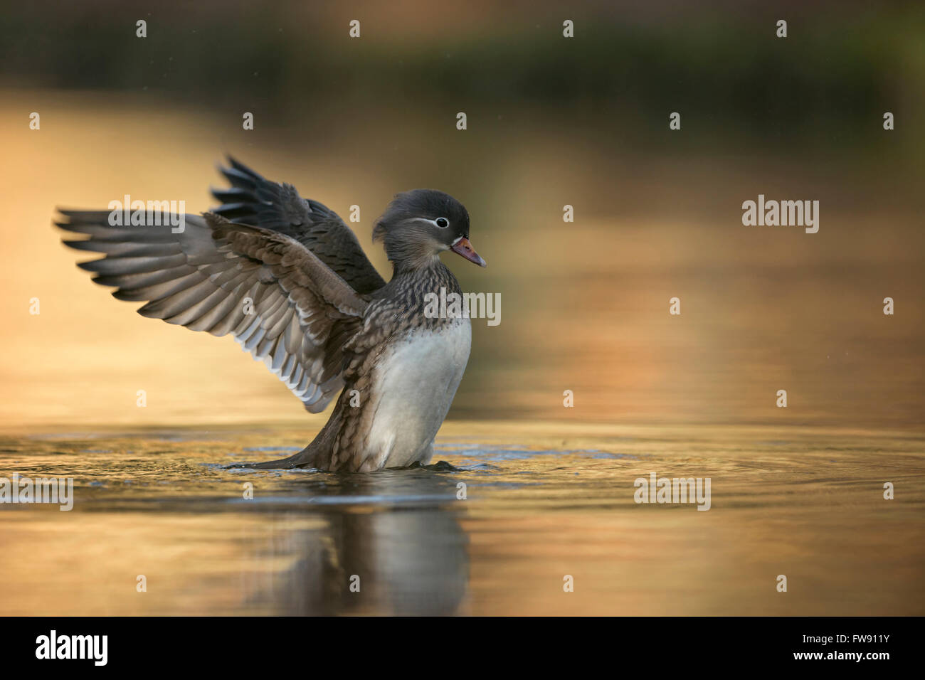 Canard mandarin ( Aix galericulata ), jolie femelle, élevant haut hors de l'eau, déployant ses ailes dans une belle lumière dorée, faune, Europe. Banque D'Images