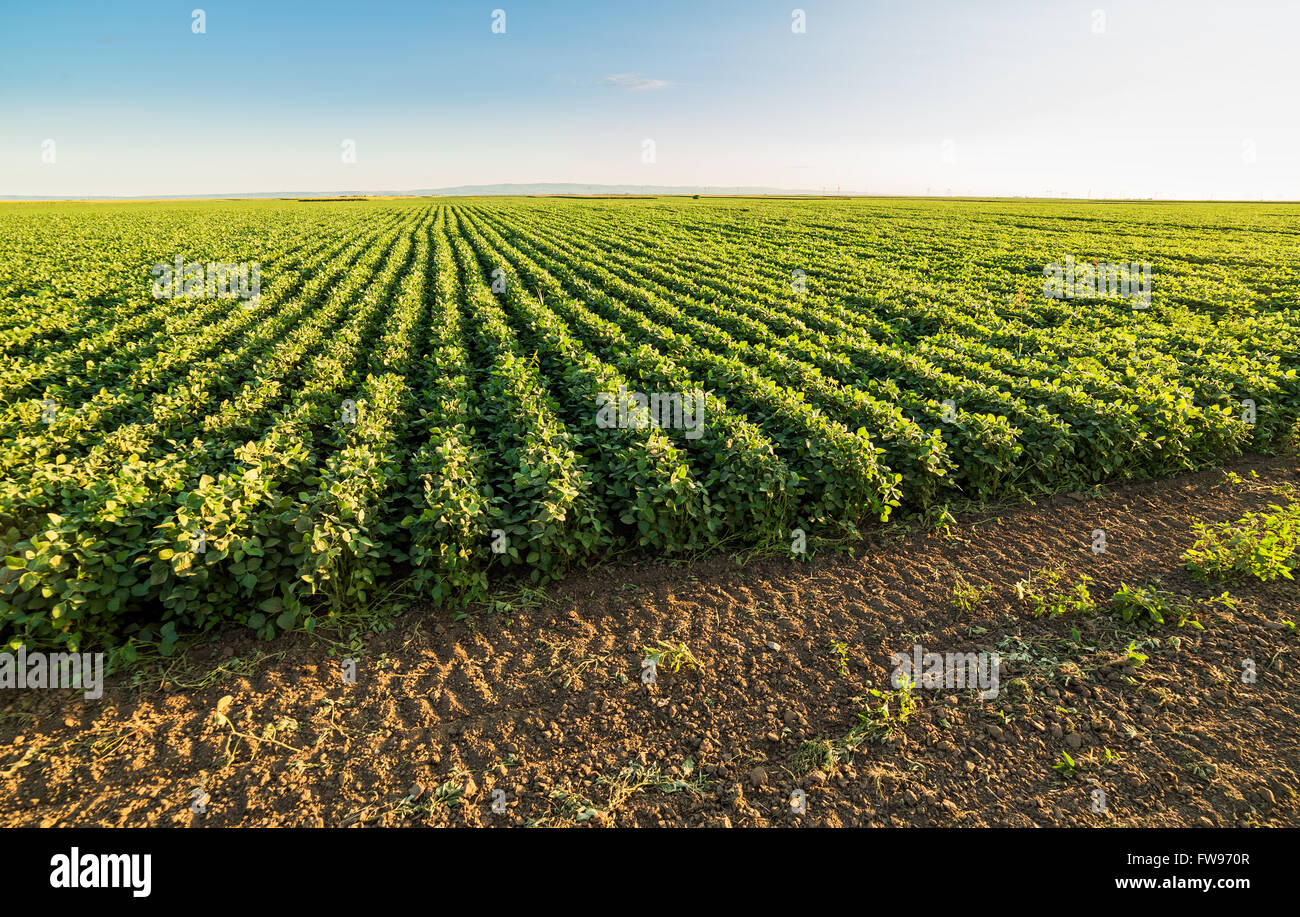Champ de soja, maturation vert paysage agricole Banque D'Images