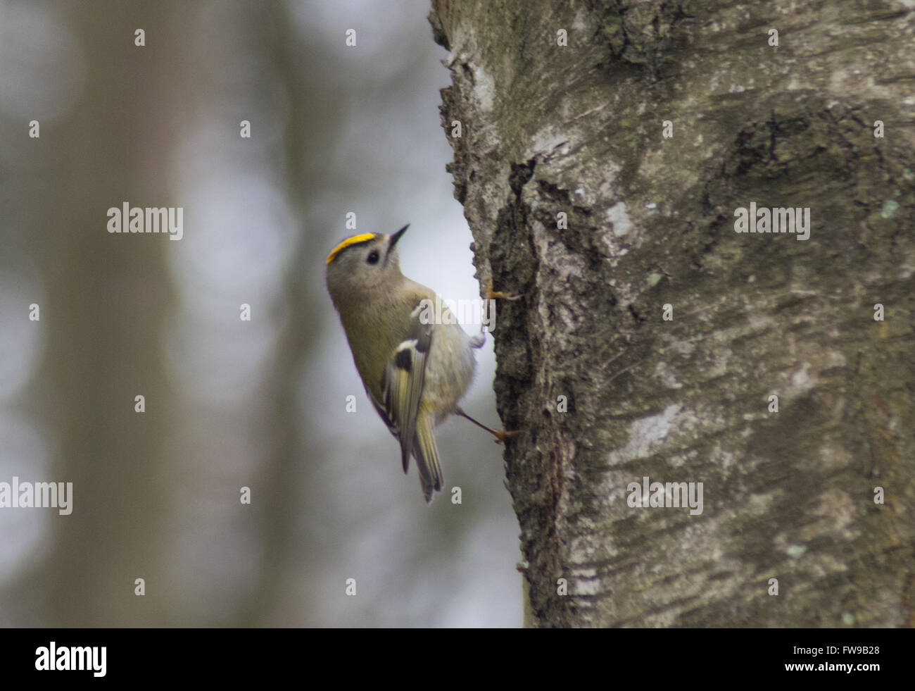 Goldcrest (Regulus regulus) dans la région de Silver Birch Tree dans le Hampshire, Angleterre Banque D'Images