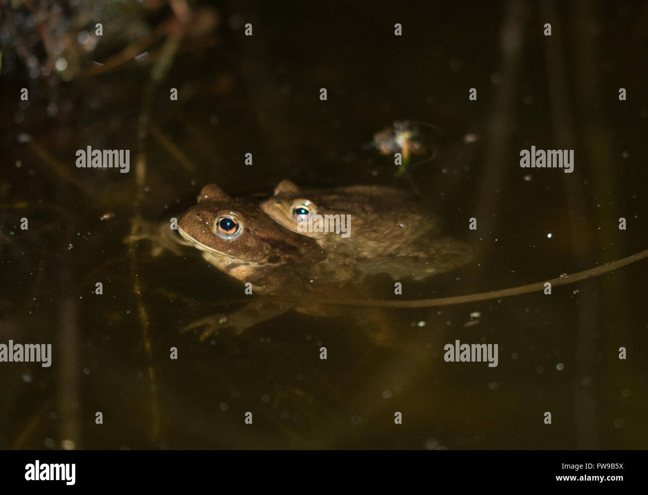 Le crapaud commun (Bufo bufo) en amplexus dans un étang de Surrey en Angleterre dans la nuit Banque D'Images