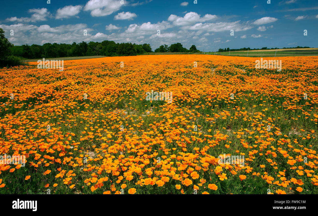 Domaine de fleurs de pavot de Californie (Eschscholzia californica), Departement Maine-et-Loire, France Banque D'Images