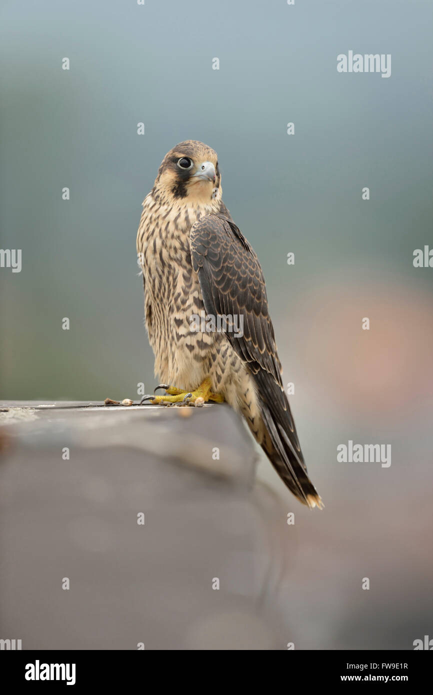 Faucon pèlerin ( Falco peregrinus ), jeune oiseau de proie, assis au bord d'un toit au sommet d'un bâtiment industriel, faune, Europe. Banque D'Images