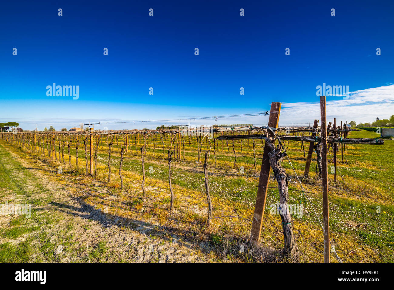 Rangées de jeunes vignes cultivées dans l'agriculture traditionnelle dans la campagne de la Romagne en Italie Banque D'Images