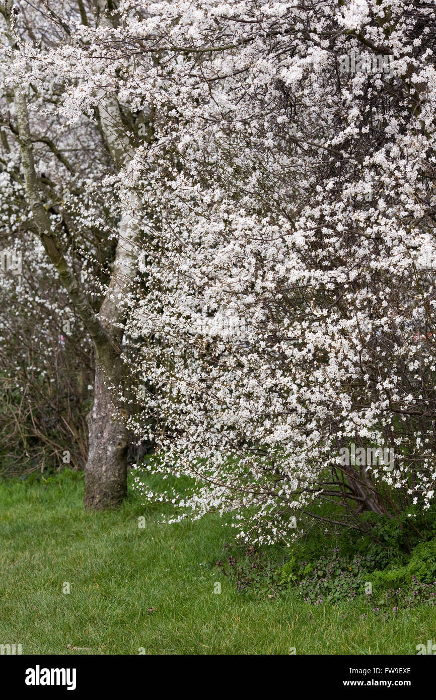 Prunus spinosa. Prunellier des fleurs au printemps. Banque D'Images