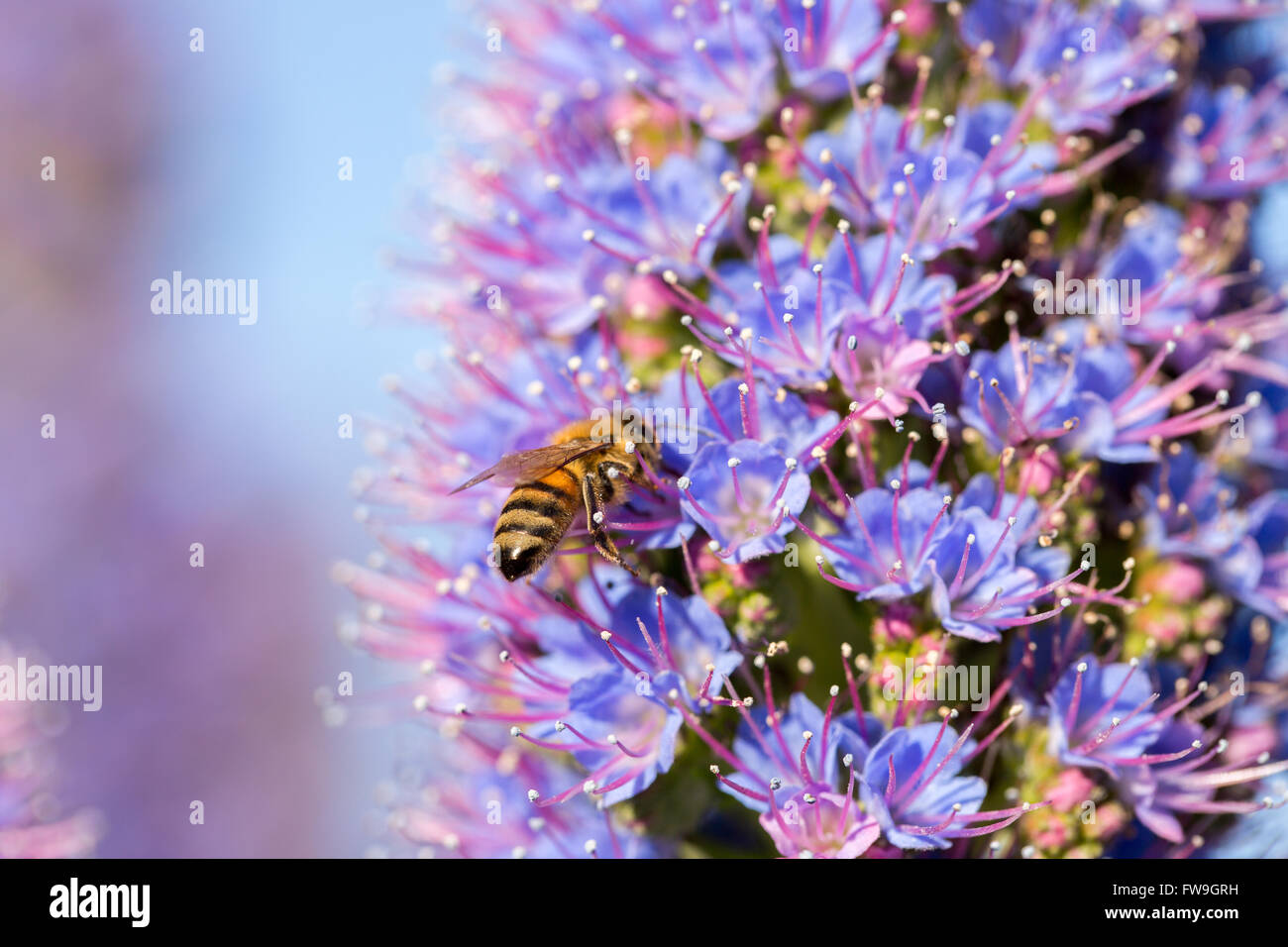 Bee (Anthophila) sur la fierté de Madère (Echium Candicans) flower Banque D'Images