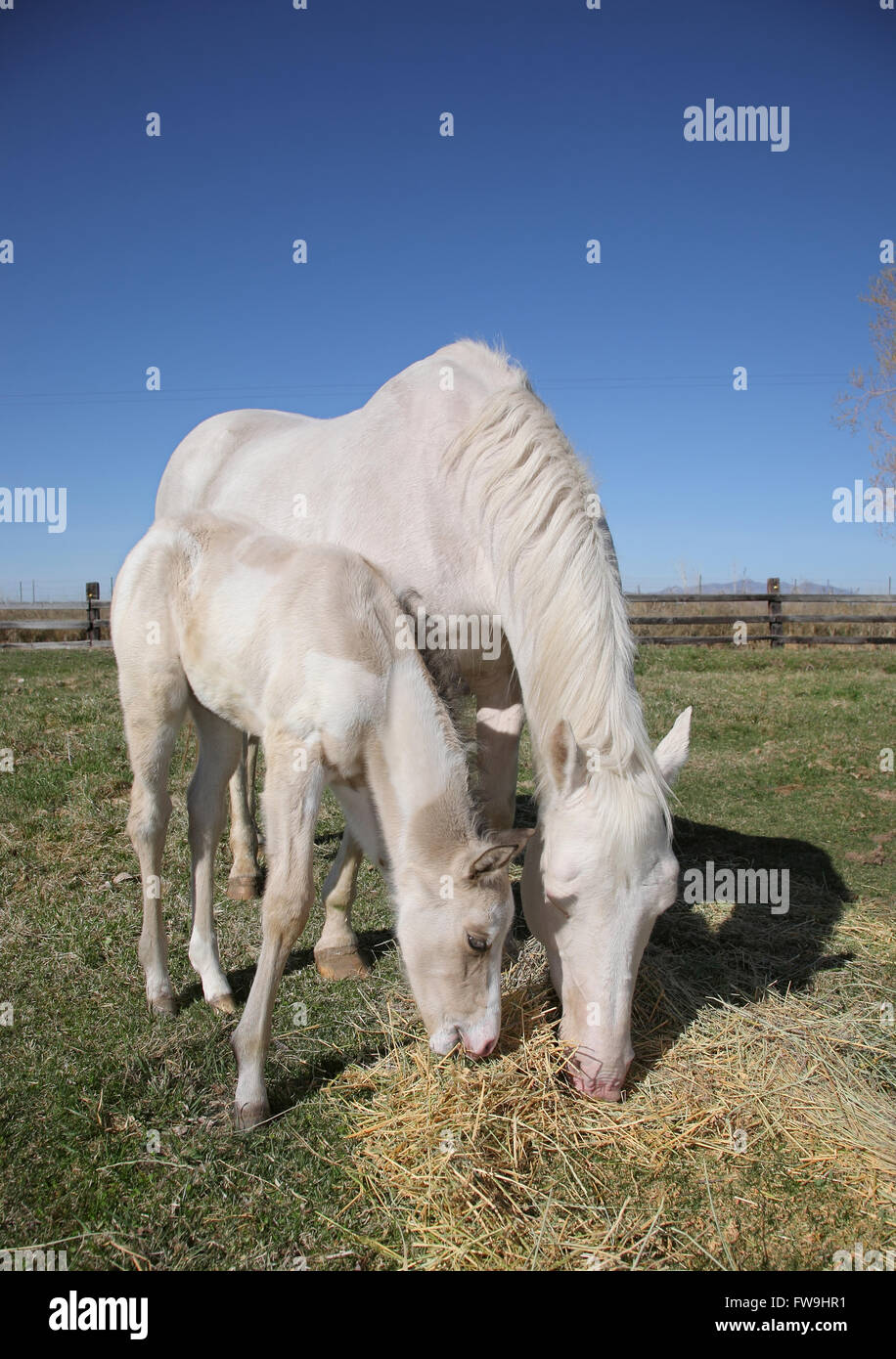 Cheval blanc et son poulain debout dans un champ de foin sur pâturage Banque D'Images