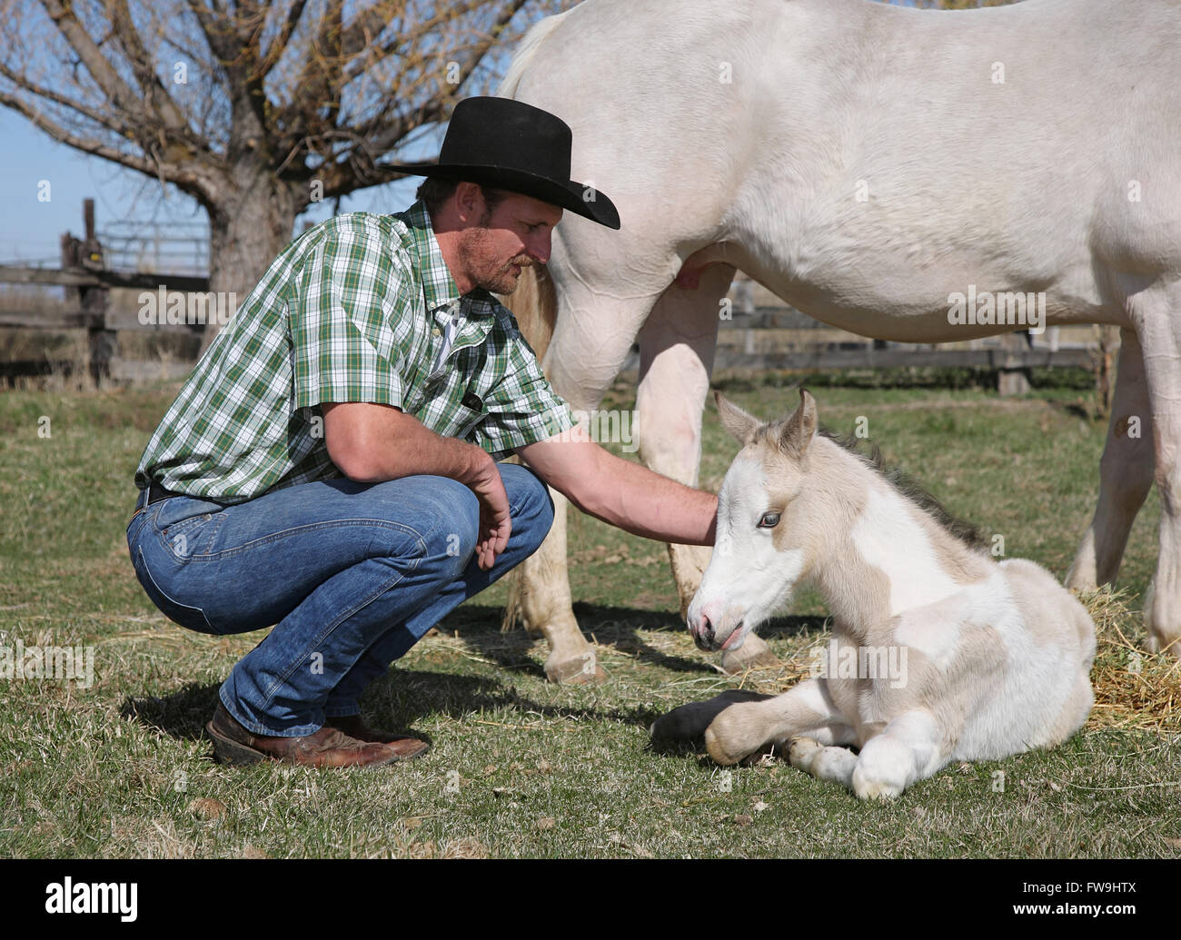 cowboy occidental adulte pétant nouveau-né cheval palomino Banque D'Images
