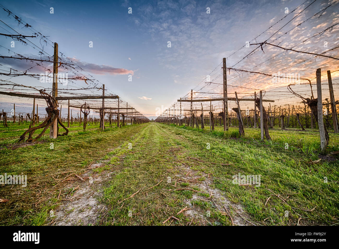 Feuilles de vignes accrochés à prend en charge faite de planches de bois, poteaux en béton et d'acier les câbles conformément à l'agriculture moderne Banque D'Images