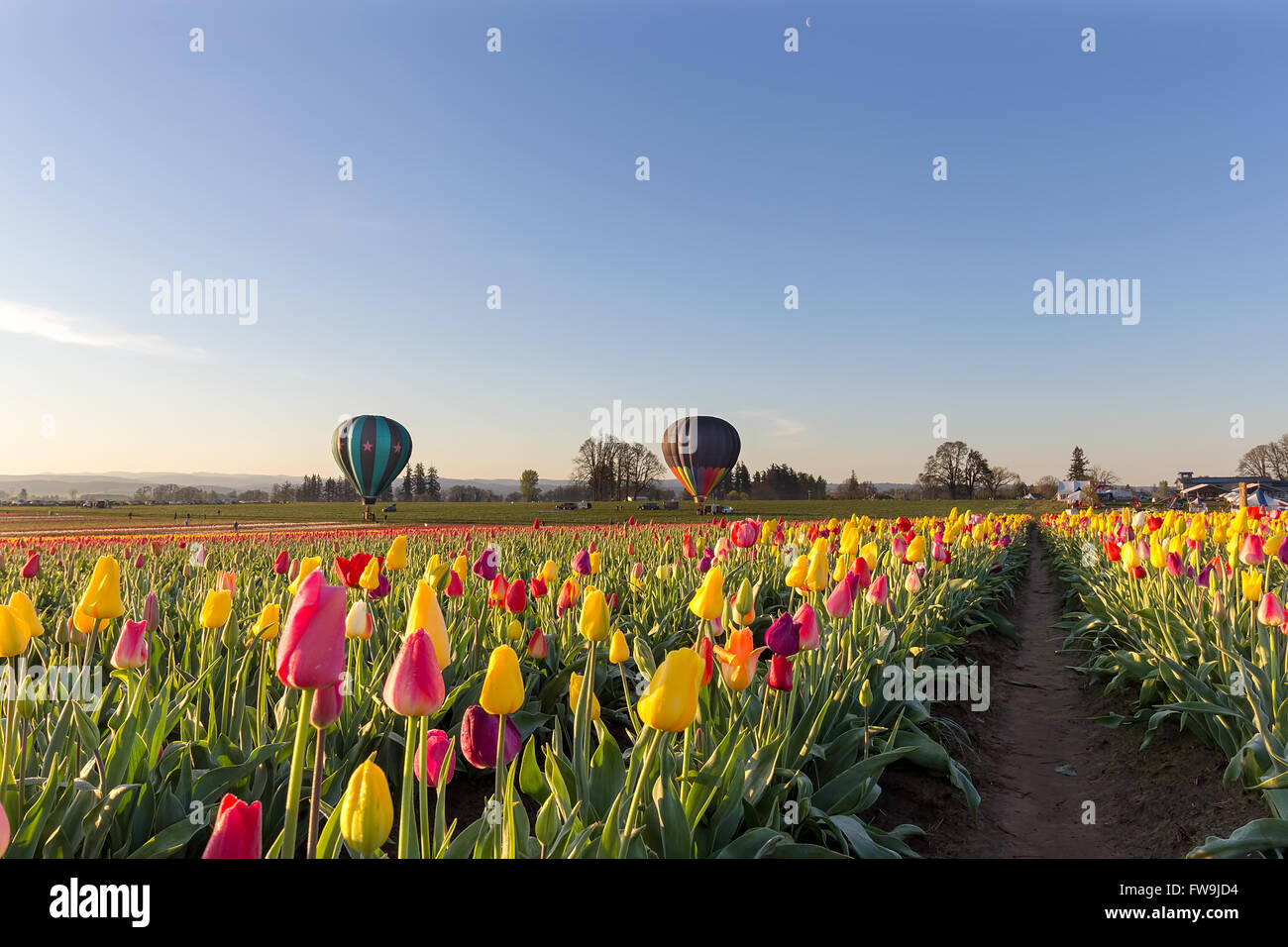Montgolfières à champ de tulipes dans Woodurn au lever du soleil, au printemps de l'Oregon Banque D'Images