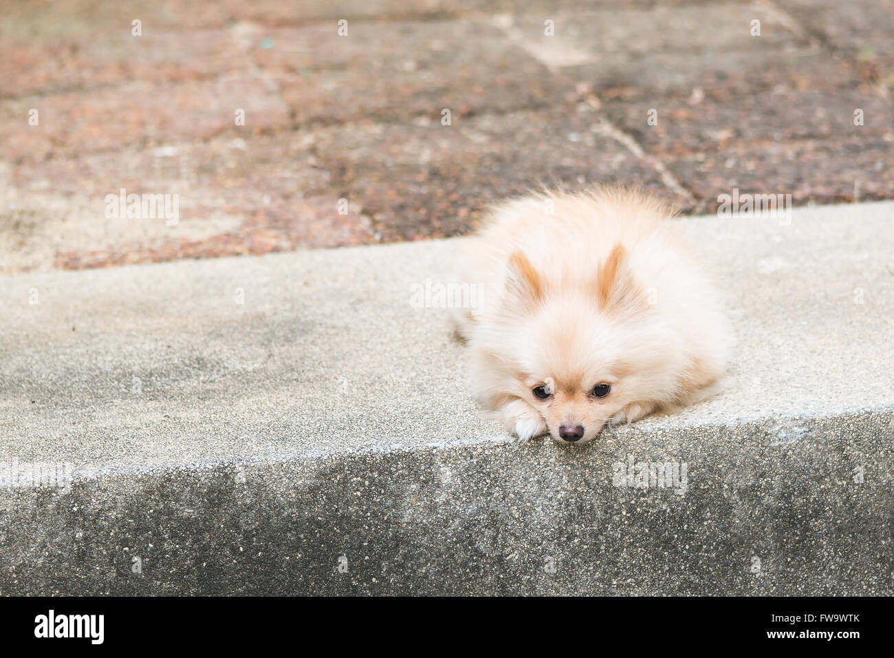 Seul chien pomeranian propriétaire attendant de revenir Banque D'Images