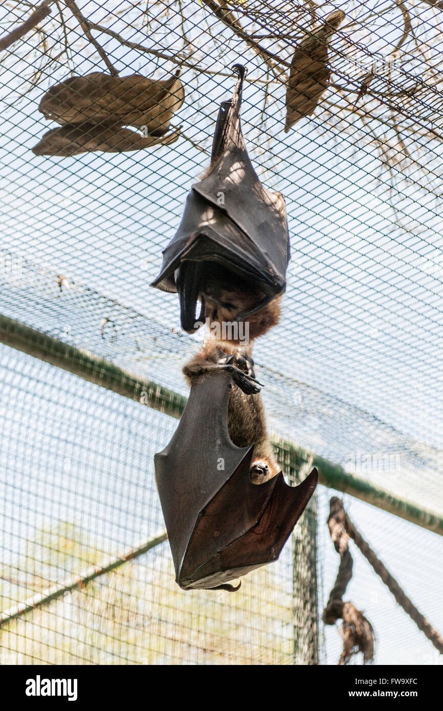 Bat se percher sur l'île de Ile aux Aigrettes à Maurice. Banque D'Images