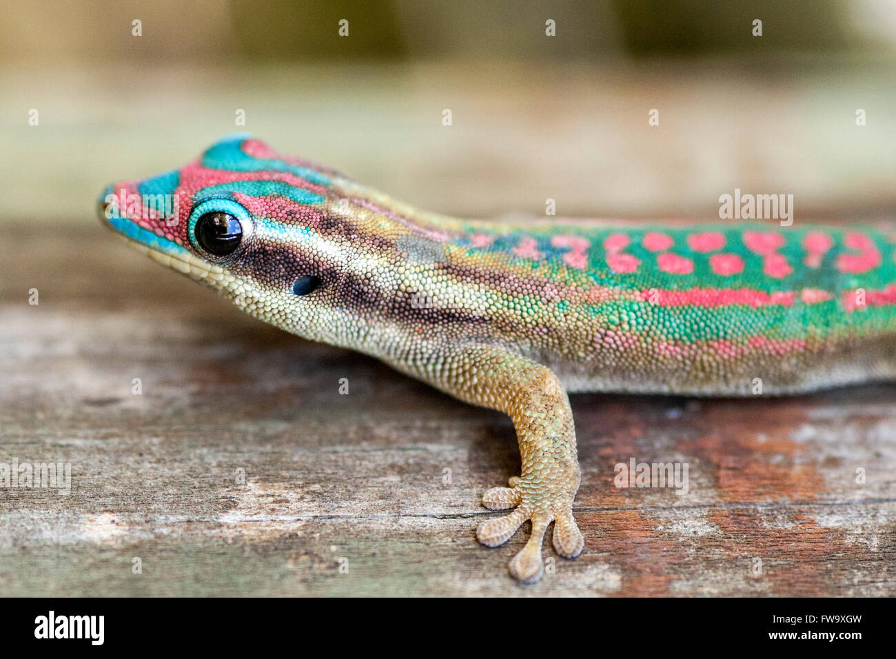Jour orné (gecko Phelsuma ornata) sur l'île de Ile aux Aigrettes à Maurice. Banque D'Images