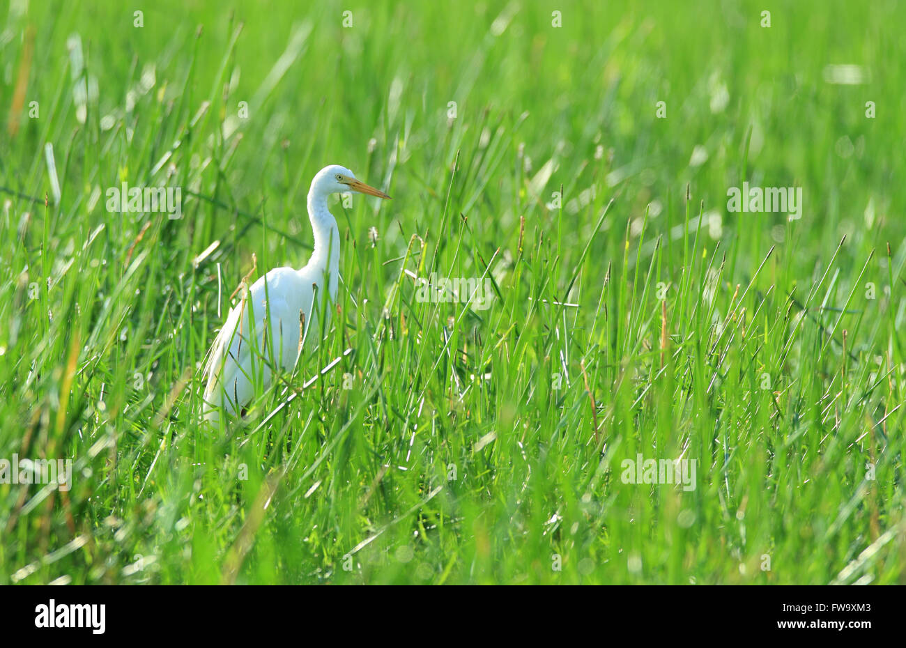 Intermediate egret Ardea intermedia - debout dans l'herbe haute sur le bord d'un billabong outback. Photo Chris Ison. Banque D'Images