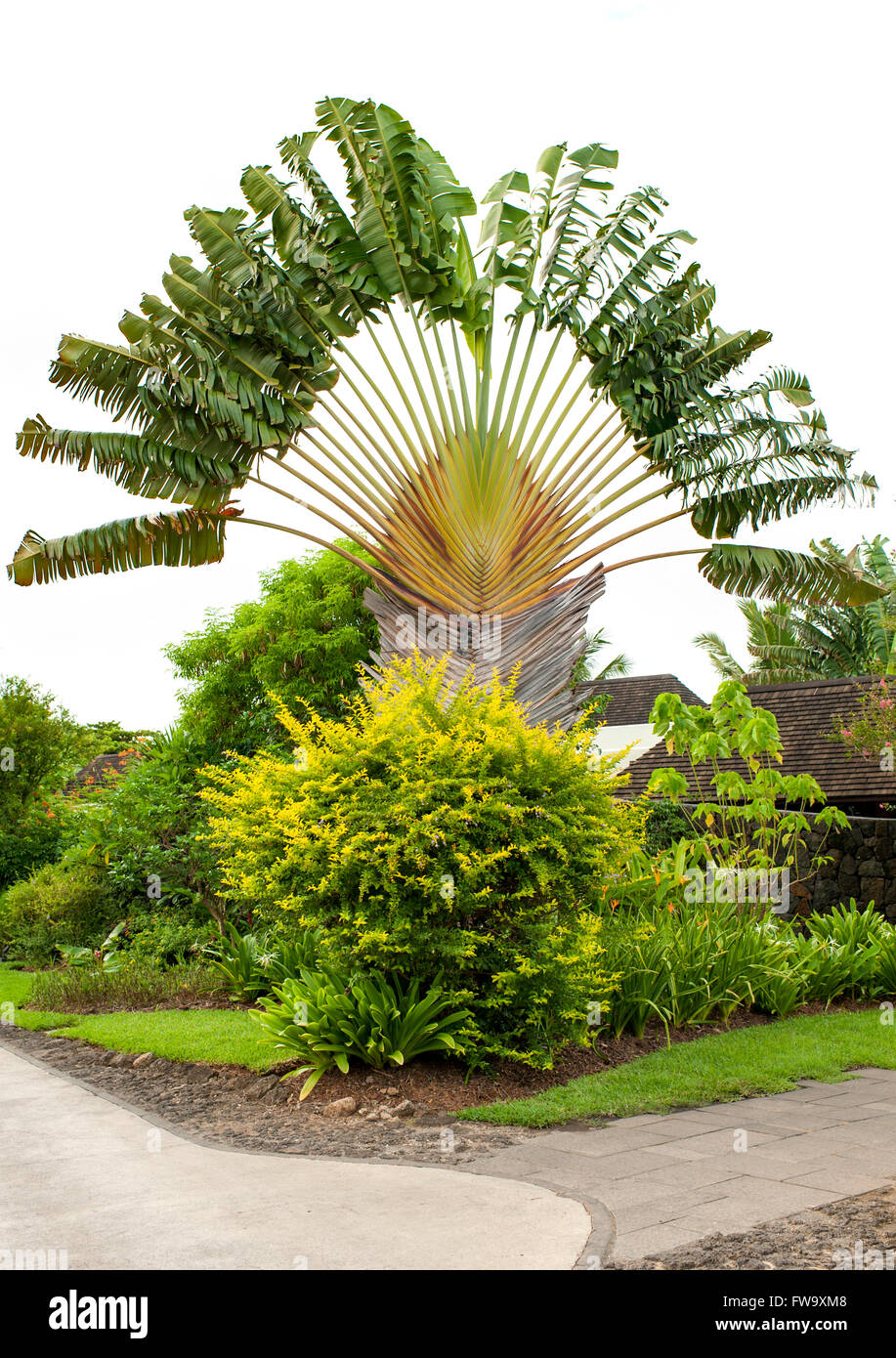 Palmier à l'Ile Maurice. Banque D'Images