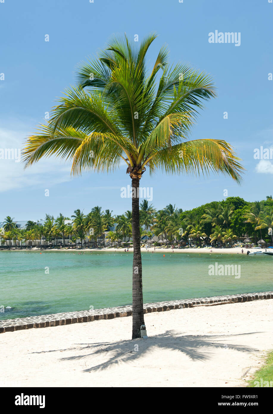 Palmier sur la plage de l'Hôtel Maritim, au nord-ouest de l'île Maurice. Banque D'Images