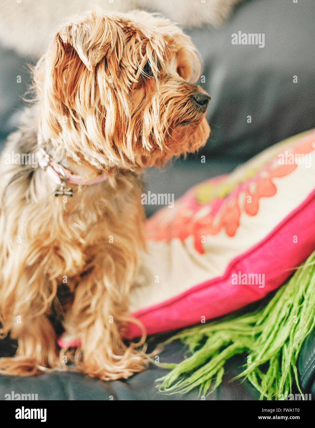 L'emplacement de terrier dog on bed Banque D'Images