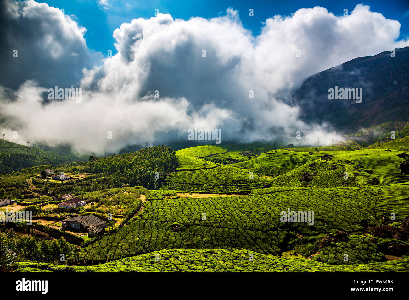 Le paysage de plantations de thé en Inde, Kerala Munnar. Banque D'Images