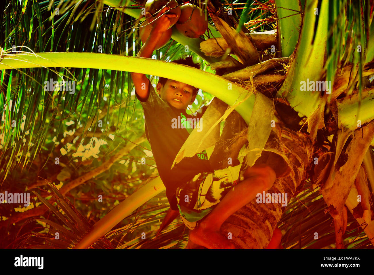 Boy est la collecte de coco, l'île de Siargao, Philippines. Banque D'Images