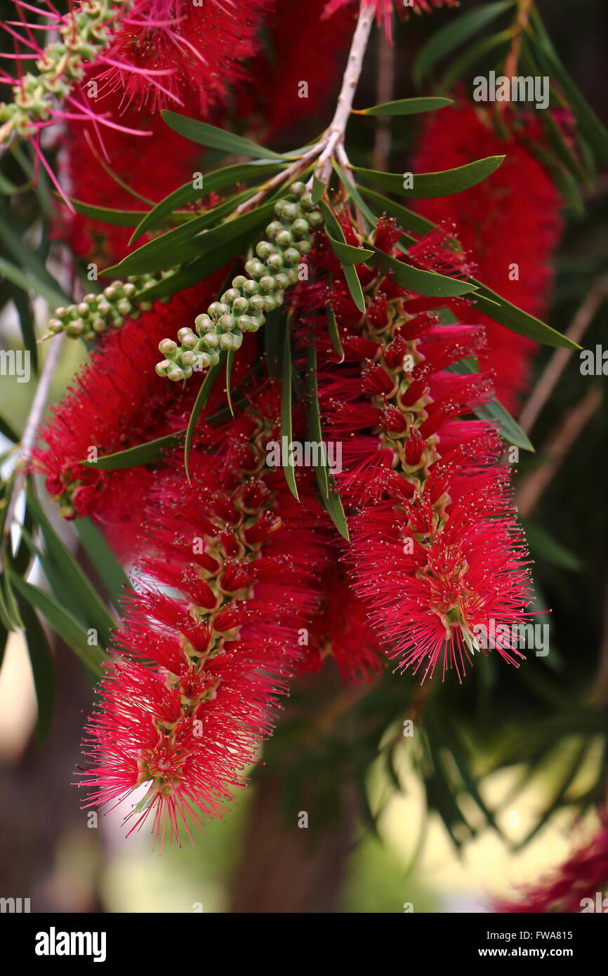 Fleur d'arbre pleureur australien brosse à bouteille. C'est un arbre à fleurs très impressionnant, et rare en Europe. Banque D'Images