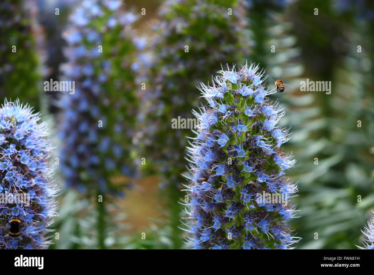 'Fierté' de Madère est le nom de cette belle plante, qui fleurit au printemps partout dans cette île. Banque D'Images