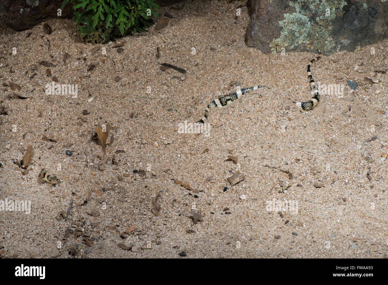 Longue Couleuvre Rhinocheilus lecontei Tucson, comté de Pima, Arizona, United States 12 Août 'Adultes' et de natation. Banque D'Images