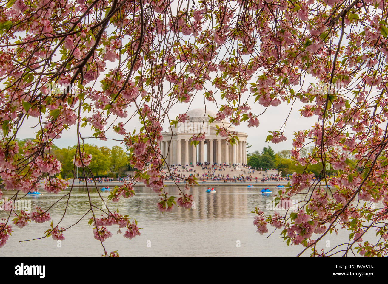 Les cerisiers en fleurs à Washington DC, ayant des fleurs roses , Bateaux bleu dans le lac et un bâtiment après le lac Banque D'Images