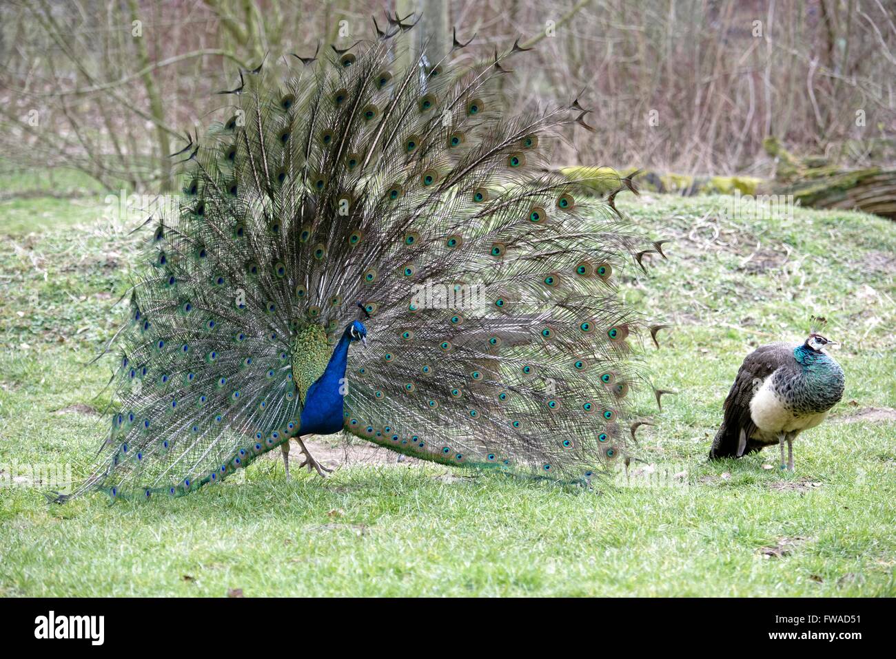 Pavo cristatus,paons indiens. Banque D'Images