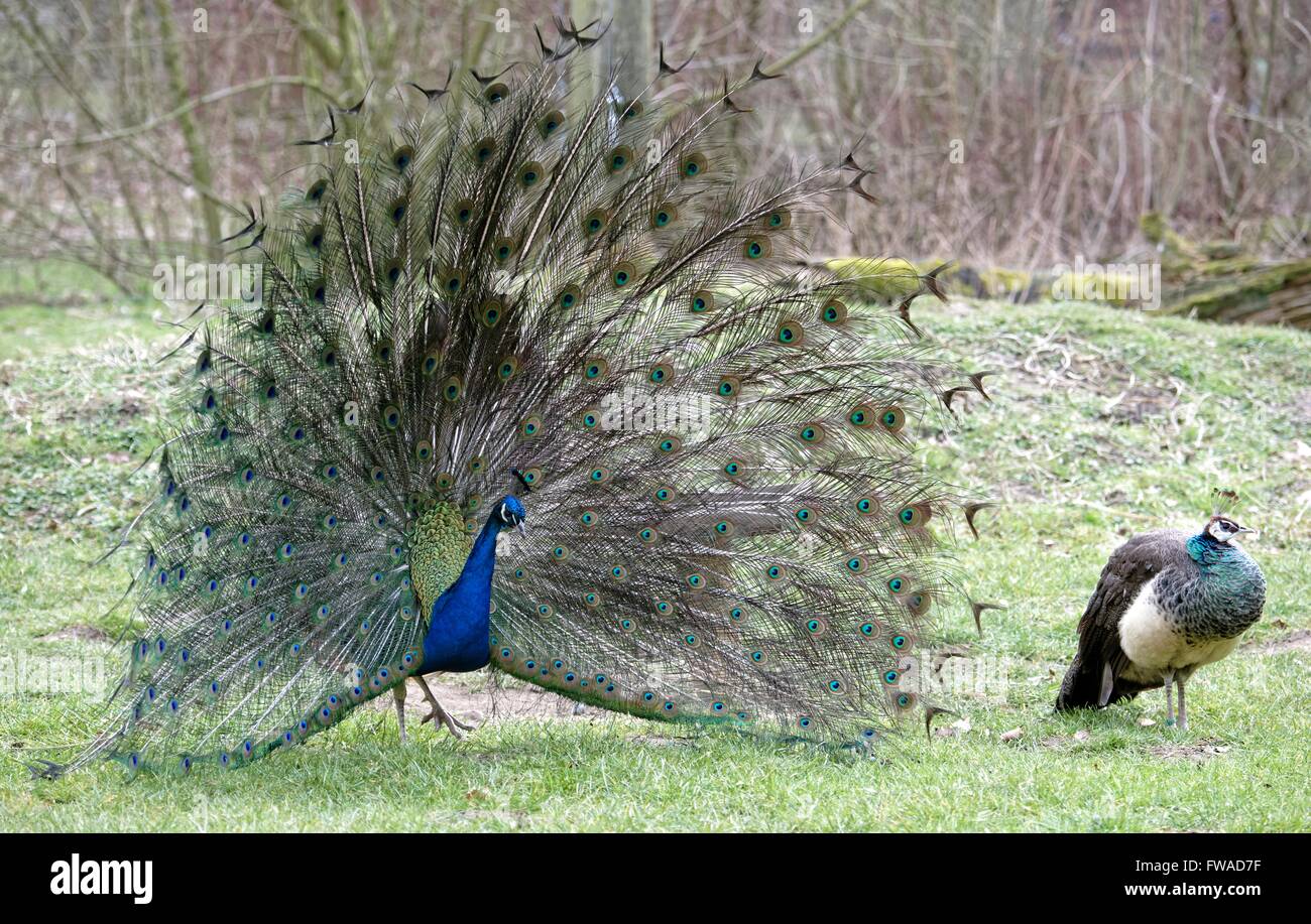 Pavo cristatus,paons indiens. Banque D'Images