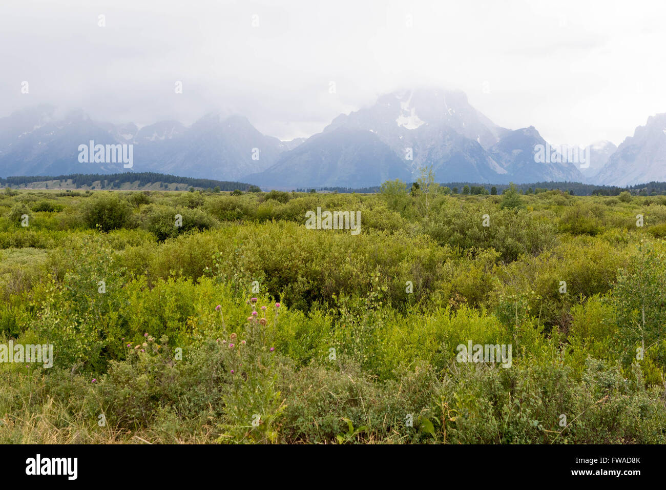 Les plaines herbeuses près de Jackson Lake dans la région de Teton National Park Banque D'Images