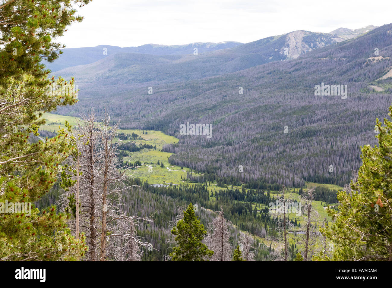 Vallée près du sentier du lac des Bois dans le Rocky Mountain National Park Banque D'Images