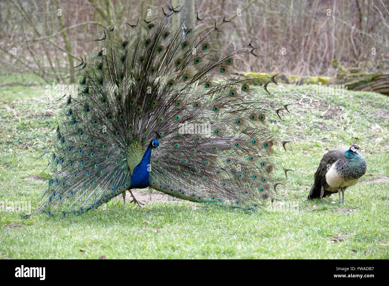 Pavo cristatus,paons indiens. Banque D'Images