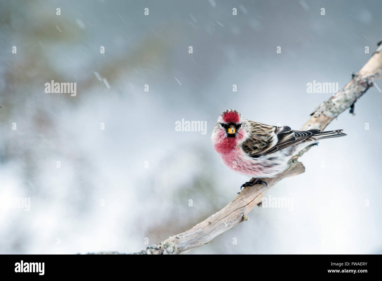 Sizerin flammé (Carduelis flammea) Banque D'Images