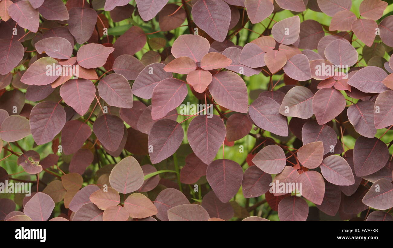 Feuille rouge arrière naturel pour n'importe quel arrière-plan. Banque D'Images
