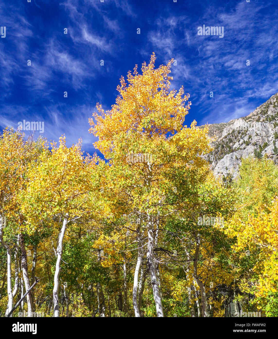 Les feuilles colorées en automne à Lundy Canyon dans la partie Est de la Sierra Nevada en Californie du Nord Banque D'Images