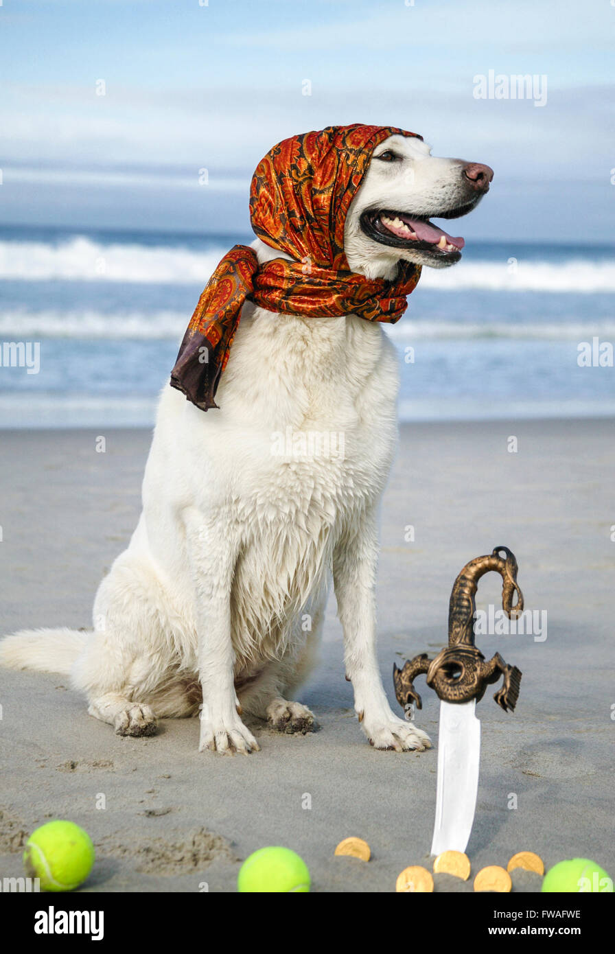Chien à la plage de style pirate avec foulard et trésors Banque D'Images
