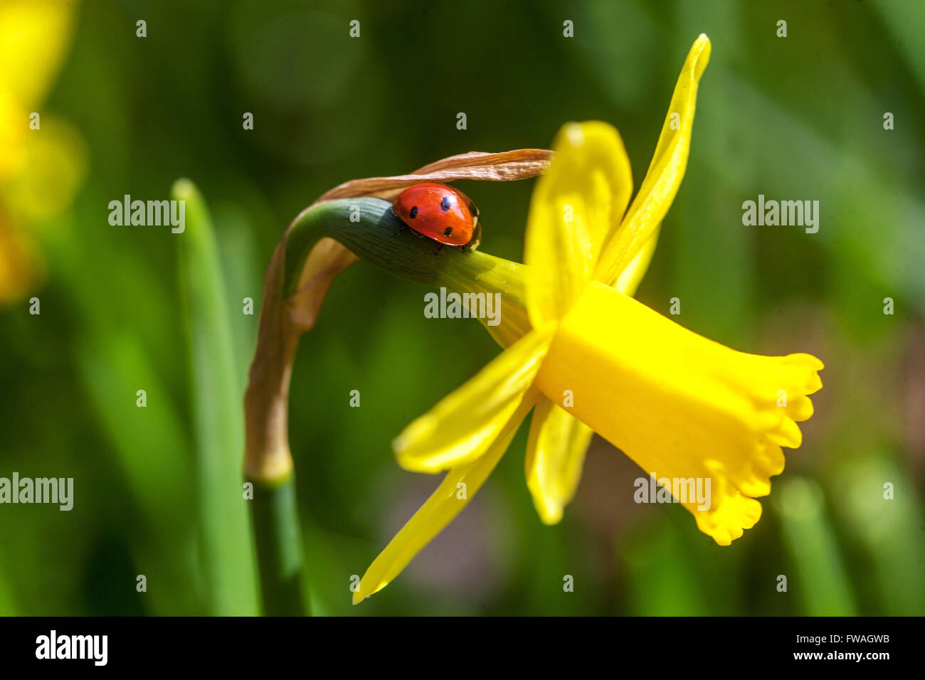 Jonquille jaune Tete a Tete avril Garden Ladybird fleur avril Ladybird jaune coccinelle Banque D'Images