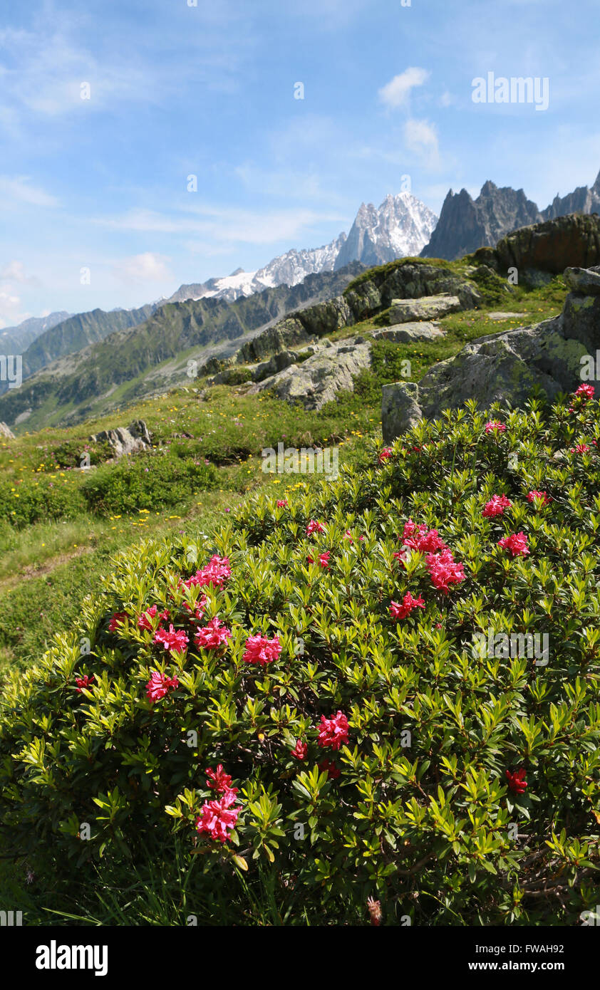 Rhododendron ferrugineum fleurs des Alpes, Chamonix, Haute-Savoie, France. Banque D'Images