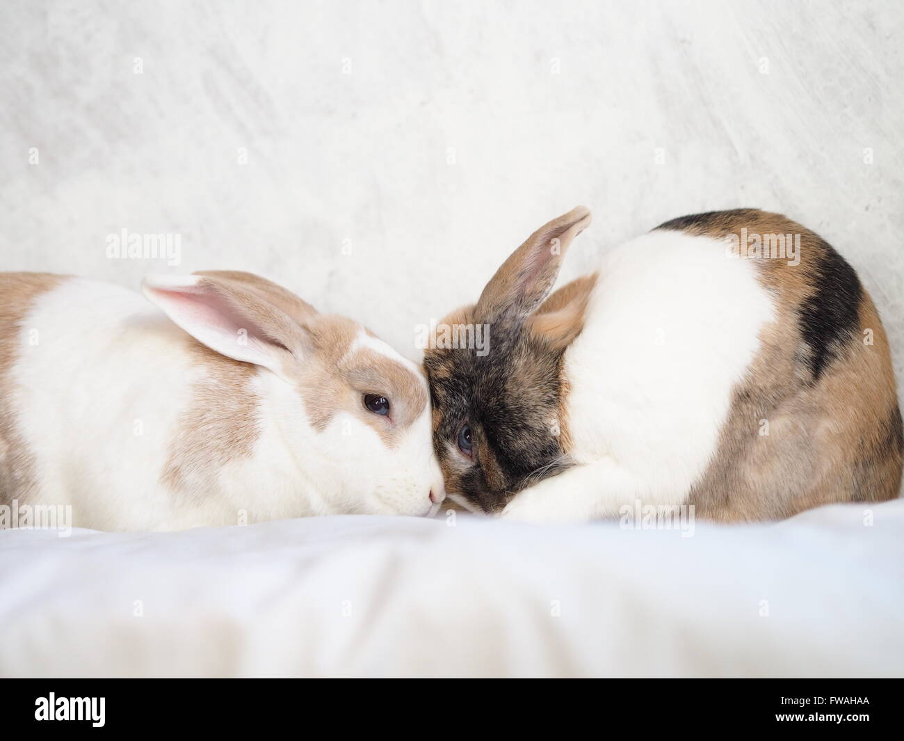 Deux lapins serrant les uns les autres Banque D'Images