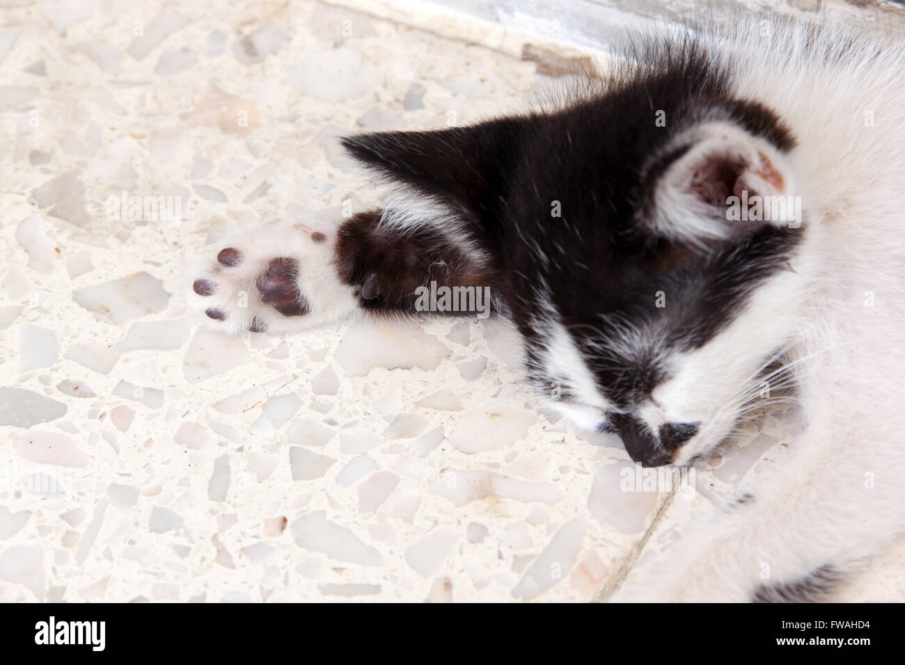 Noir chatte fermer pic