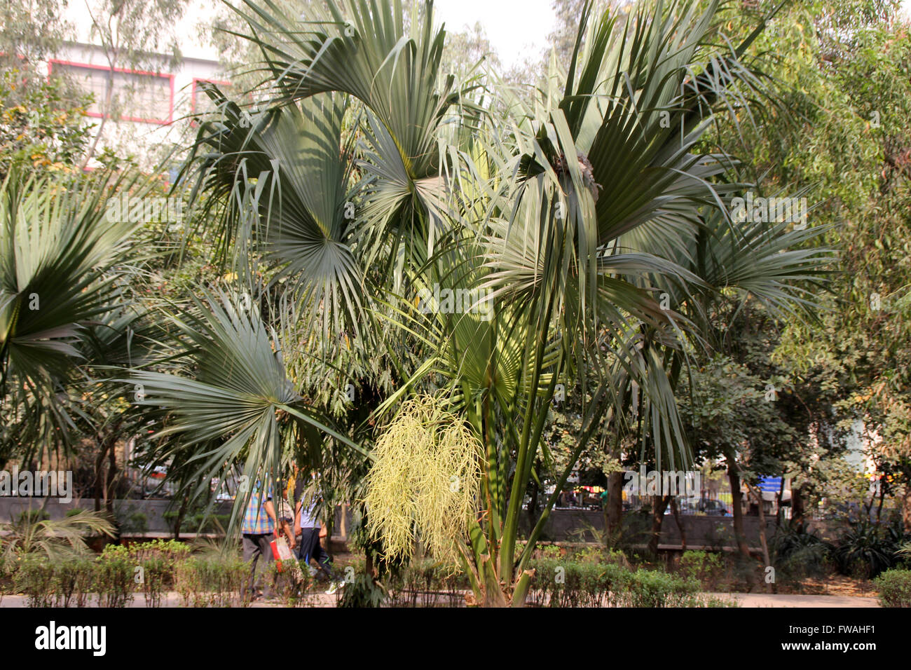 Livistona chinensis, le chinois Fan Palm, Palm tree avec ventilateur, feuilles en forme de split diversement couronne terminal, fleurs de couleur crème Banque D'Images