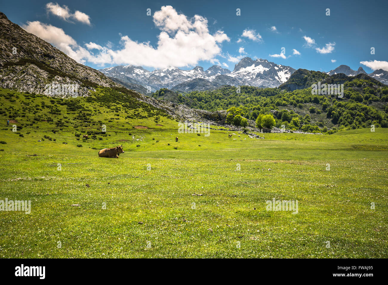 Montagnes Picos de Europa, Cantabria (Espagne) Banque D'Images