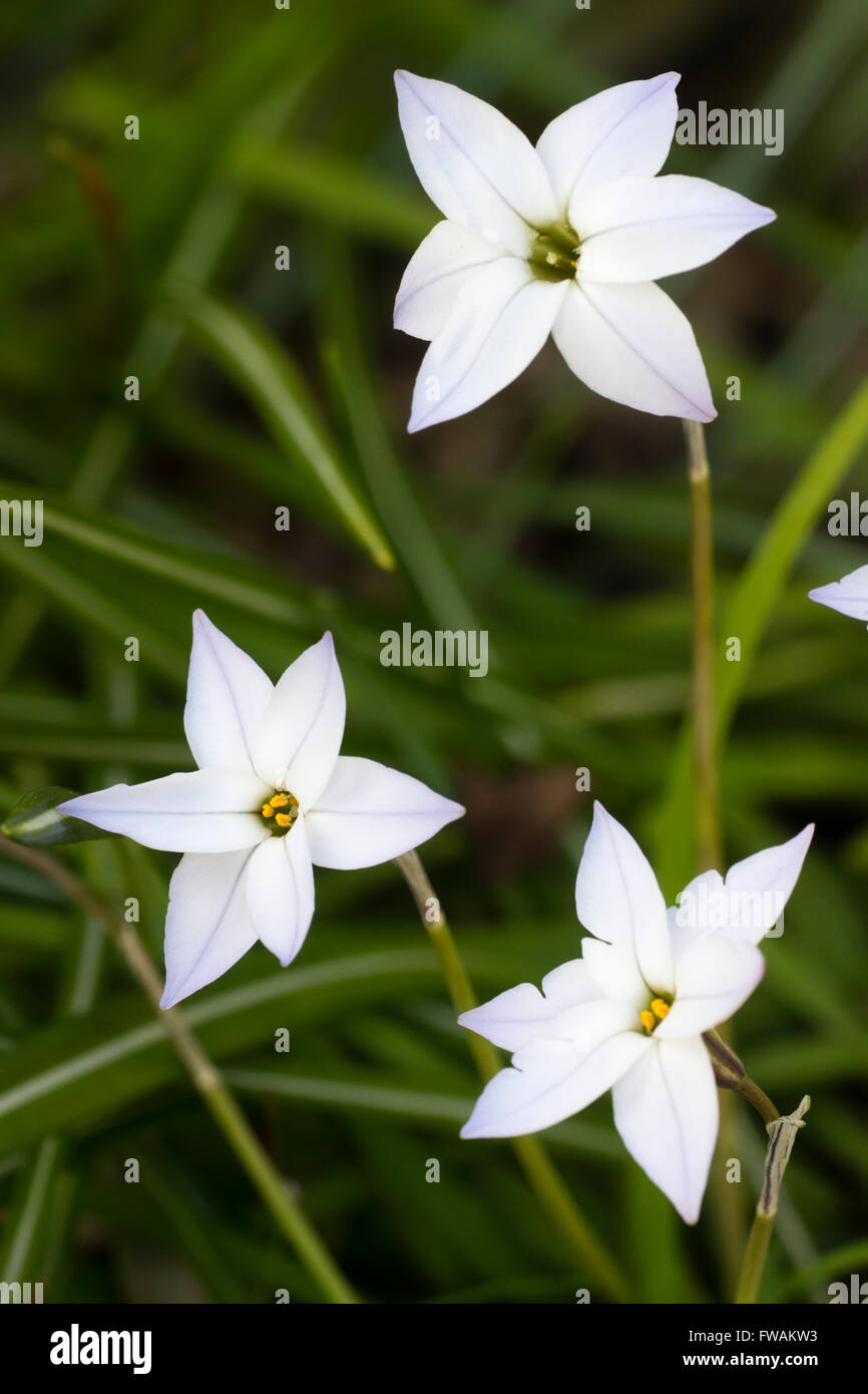 Fleurs blanches teintées de bleu de l'ampoule du printemps parfumé, Ipheion uniflorum Banque D'Images
