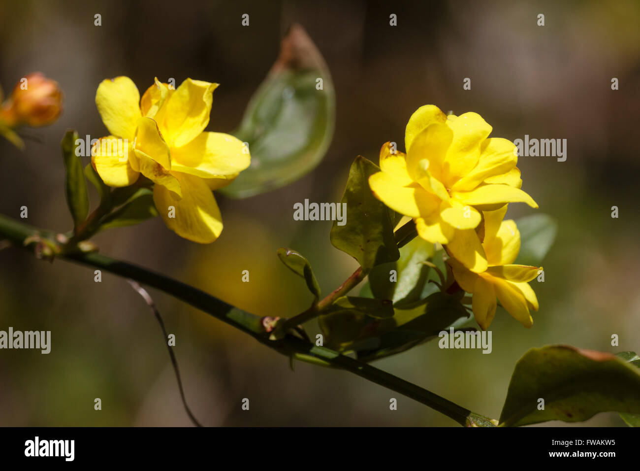 Double semi fleurs du printemps fleurs d'arbustes, Jasminum mesnyi mur Banque D'Images