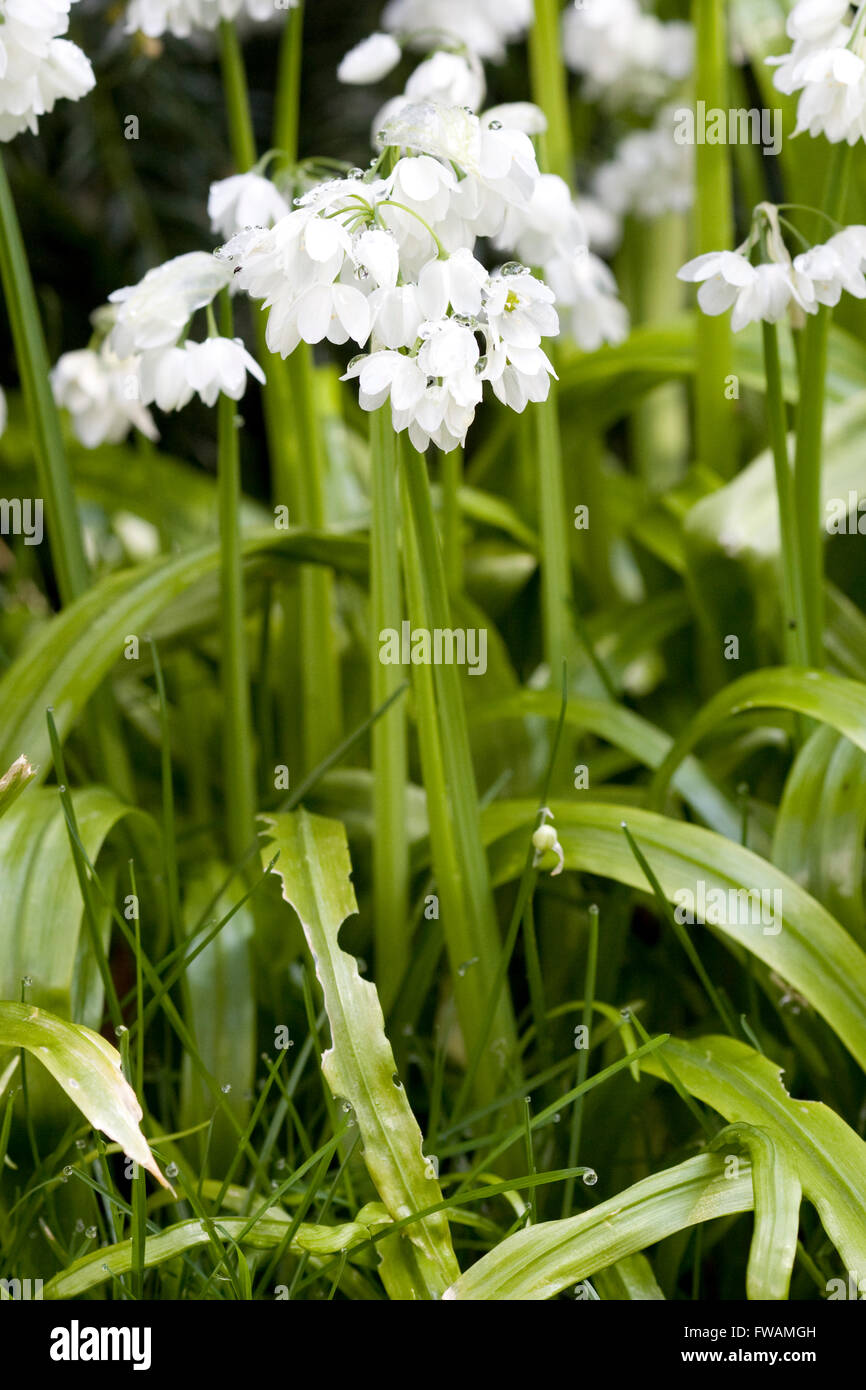L'allium neapolitanum, la floraison dans les bois Banque D'Images