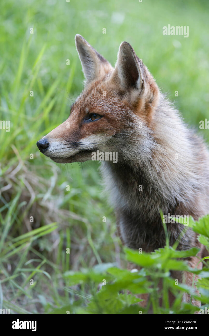 Portrait d'un renard rouge ( Vulpes vulpes ), gros plan, photo de tête, assis dans la végétation naturelle, faune, Europe. Banque D'Images