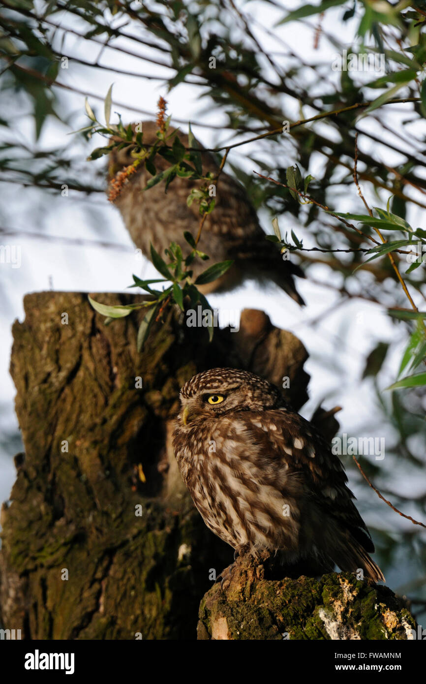 Deux générations de Little Owl / Minervas Owls / Steinkauz ( Athene noctua ) perchées sur un vieux saule, faune, Europe. Banque D'Images