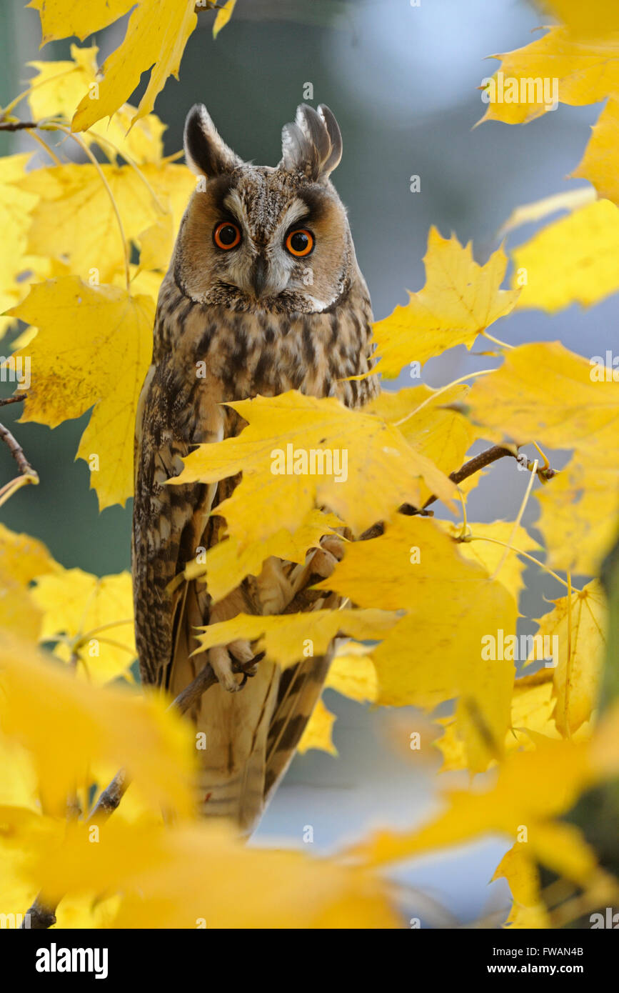 Hibou moyen / long Waldohreule ( Asio otus ) se percher dans un arbre entouré de belles feuilles dorées d'automne. Banque D'Images