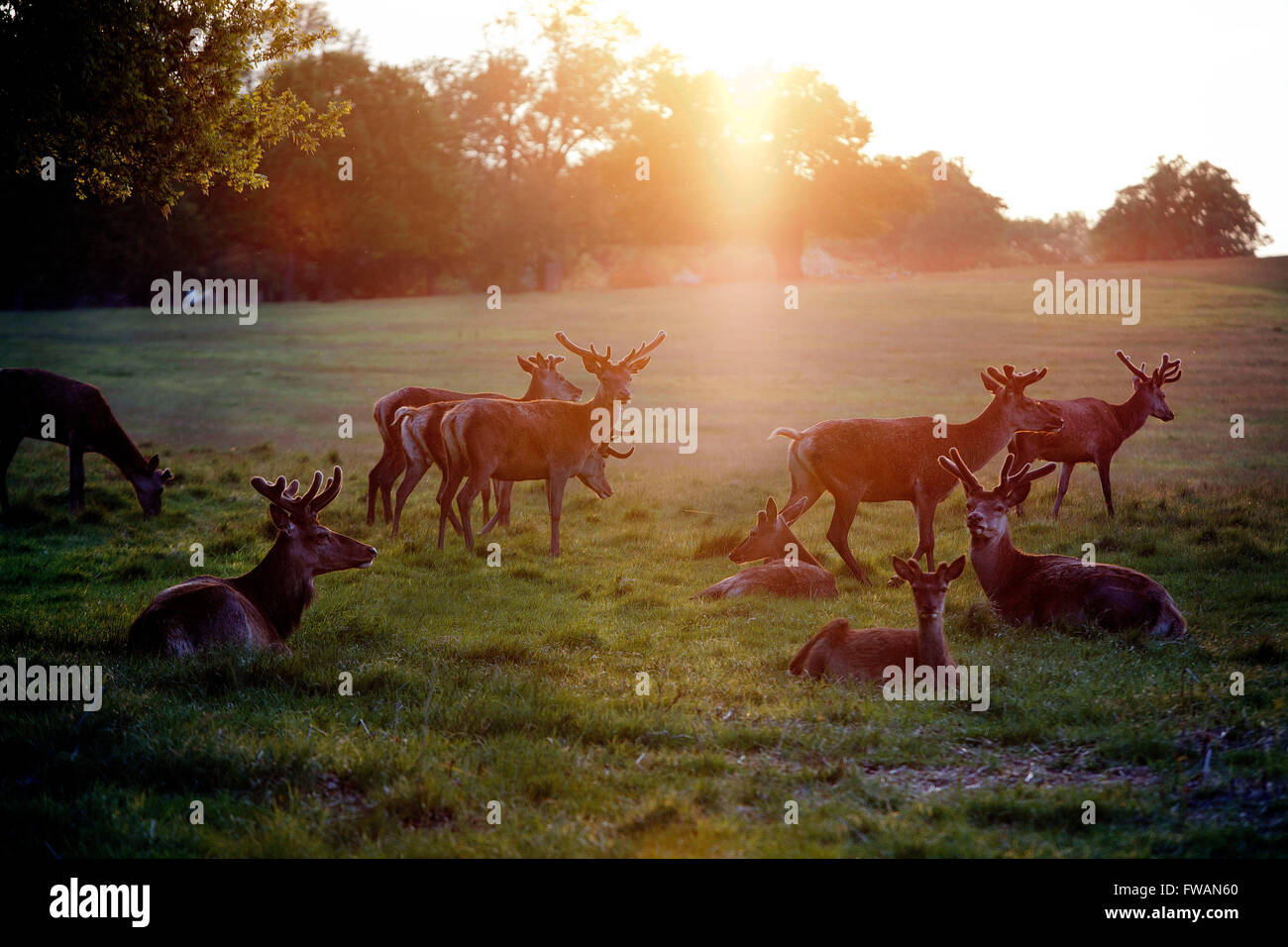 Richmond upon Thames ; Richmond Park avec deer Banque D'Images